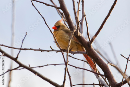 Red Cardincal Female Northern Singing for a Mate