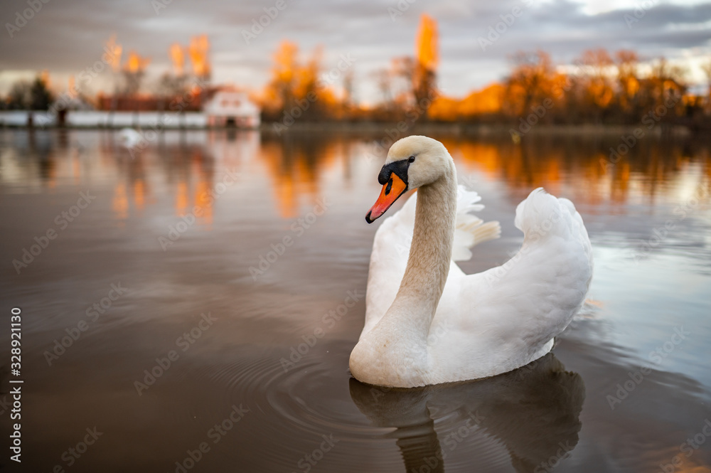 Obraz premium Portrait of a swan swims on the lake