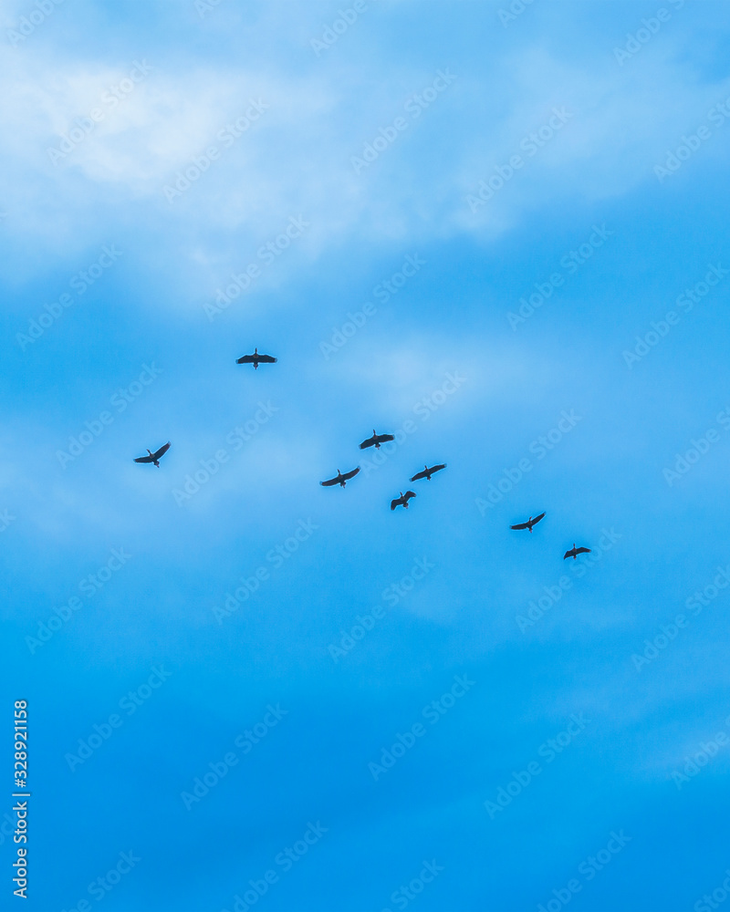 Group of Ducks Flying Over Cloudy Sky, Samborodon, Ecuador Group of Ducks Flying Over Cloudy Sky, Samborodon, Ecuador