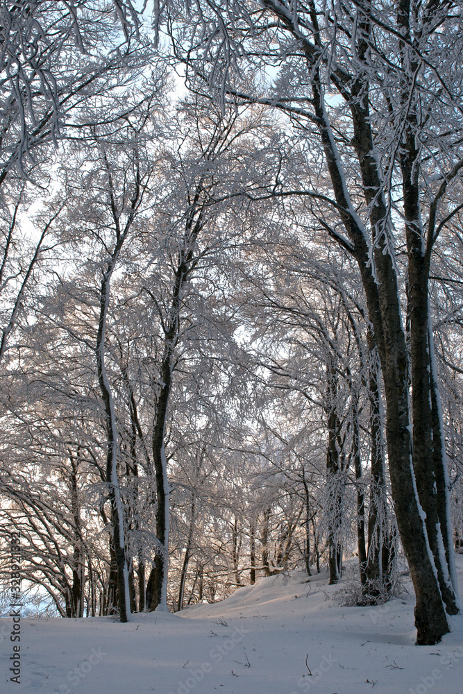 Fototapeta premium alberi