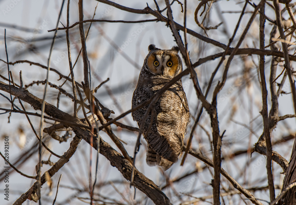 Obraz premium A Long-eared Owl Perched in a Tree