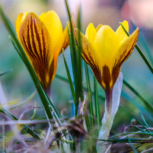 Quadro em tela Crocus Gipsy Girl, small yellow perennial flowers which bloom in autumn and early spring