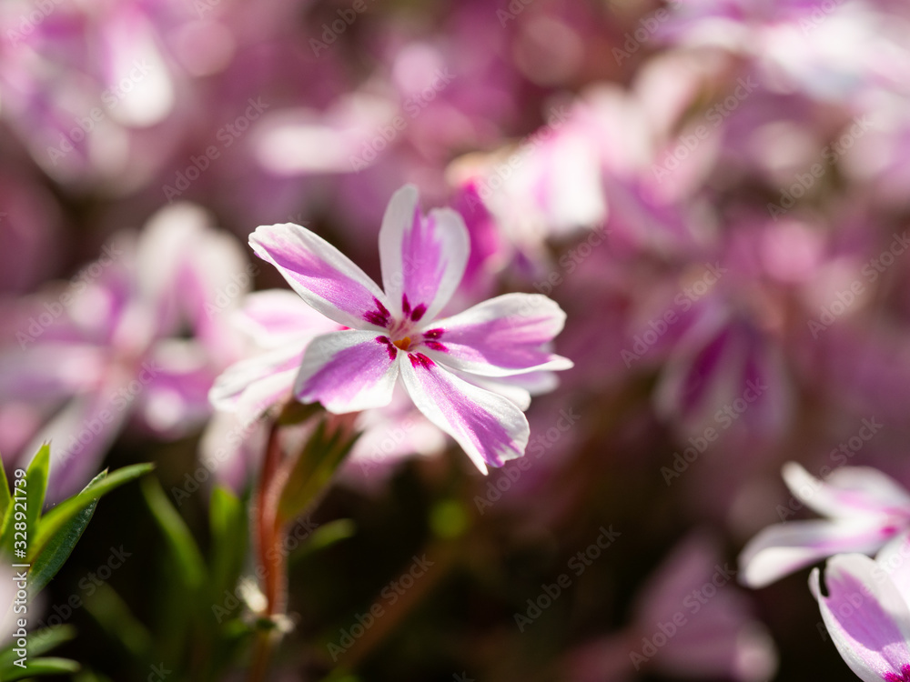 Phlox subulata flowers blooming in ornamental garden Phlox subulata flowers blooming in ornamental garden