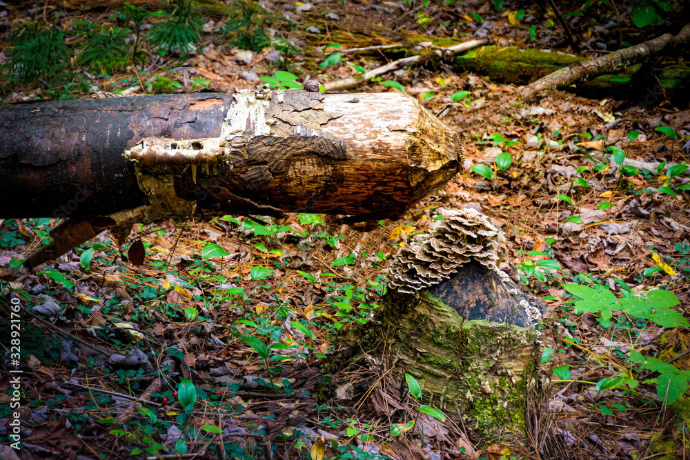 A tree felled by beavers looks like a pencil in the woods at Cole Park in Harpursville in Upstate NY A tree felled by beavers looks like a pencil in the woods at Cole Park in Harpursville in Upstate NY