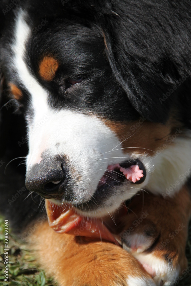 Cute bernese mountain dog puppy chewing a pig ear