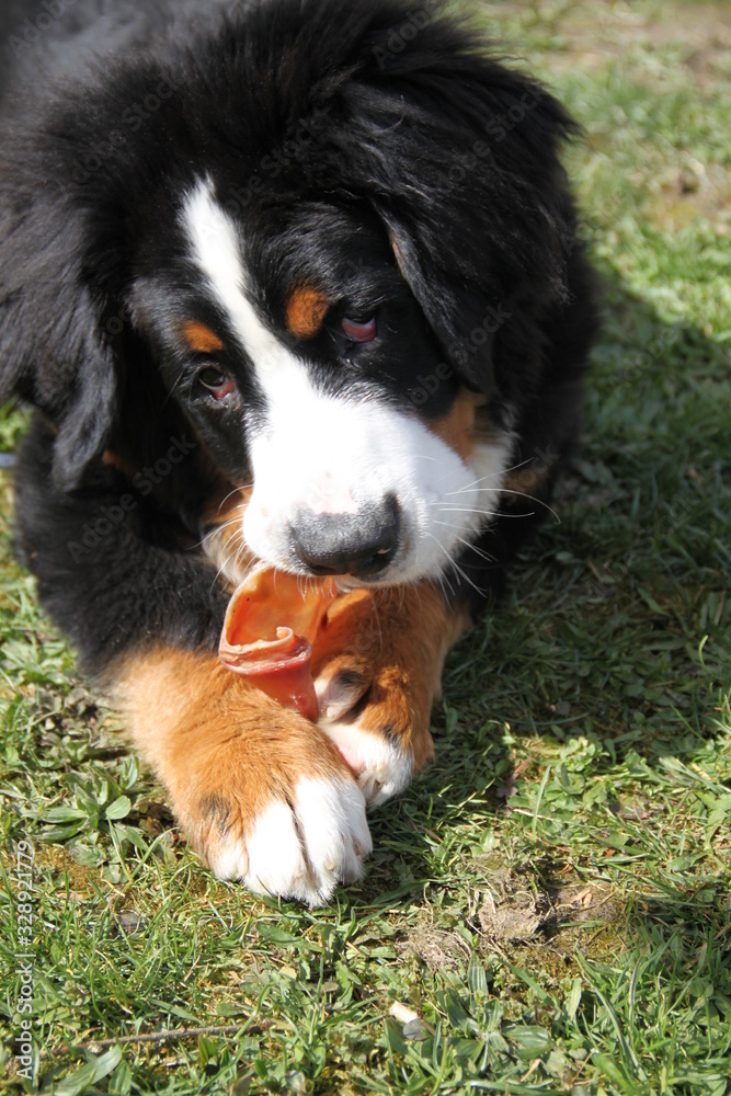 Cute bernese mountain dog puppy chewing a pig ear