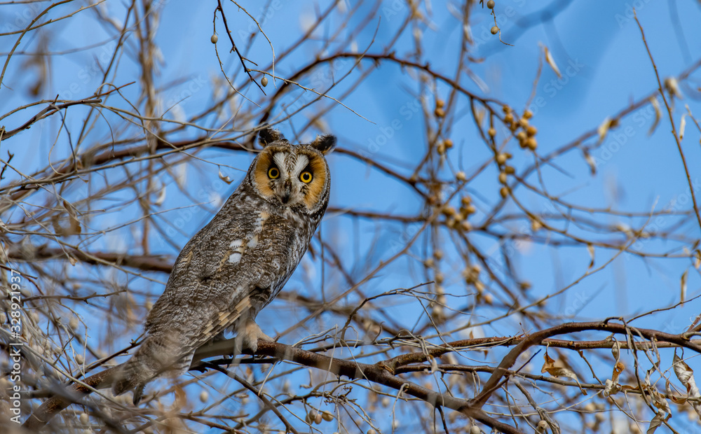 A Long-eared Owl Perched in a Tree A Long-eared Owl Perched in a Tree