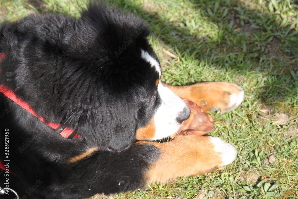 Fototapeta premium Cute bernese mountain dog puppy chewing a pig ear