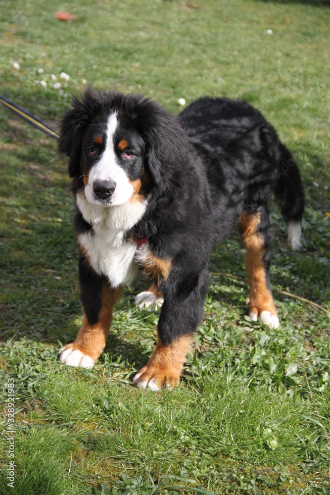 Bernese mountain dog playful puppy 