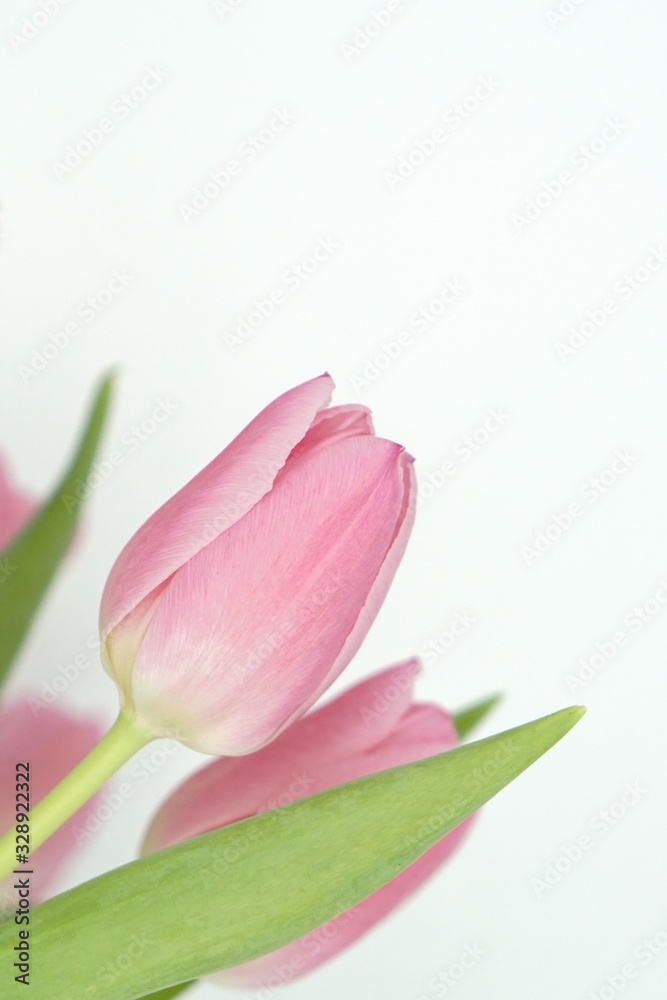 Spring is here: pink tulip bouquet Spring is here: pink tulip bouquet