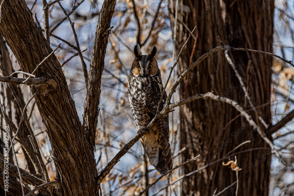 Obraz premium A Long-eared Owl Perched in a Tree