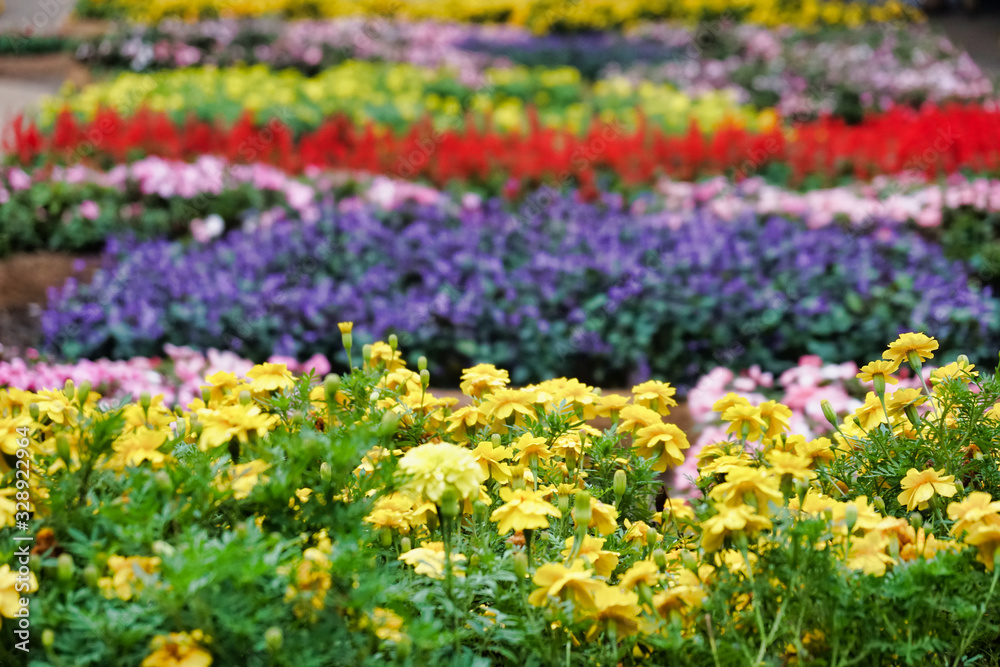 Colorful flower garden in day time