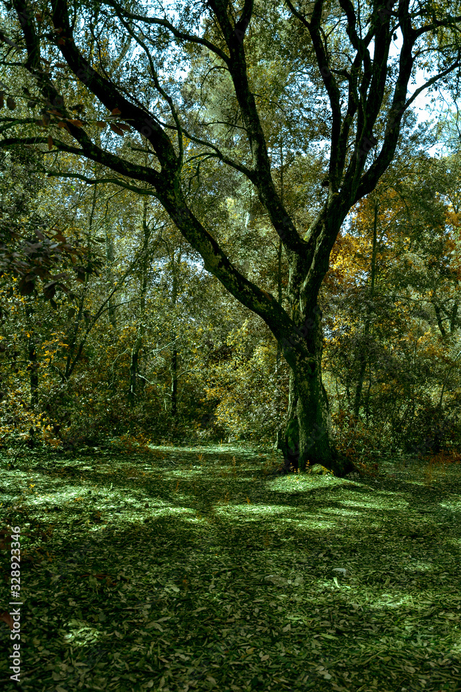 Luci e ombre nella foresta in autunno