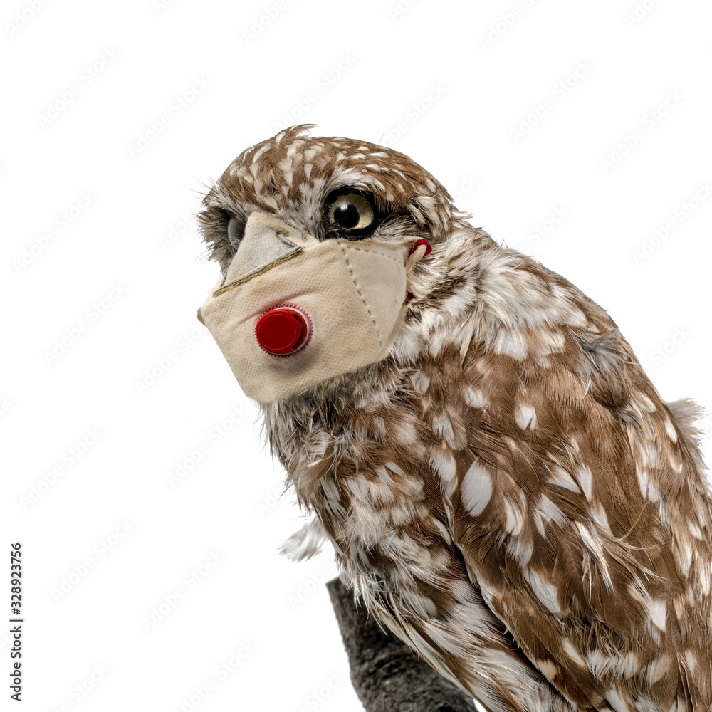 Obraz premium Portrait of an owl with a mouthguard against infection