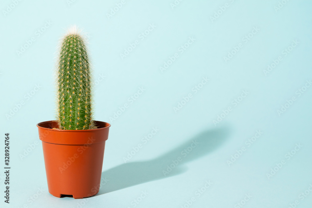 One small cactus in orange pot at blue background. Minimal modern lifestyle. Urban jungle. One small cactus in orange pot at blue background. Minimal modern lifestyle. Urban jungle.