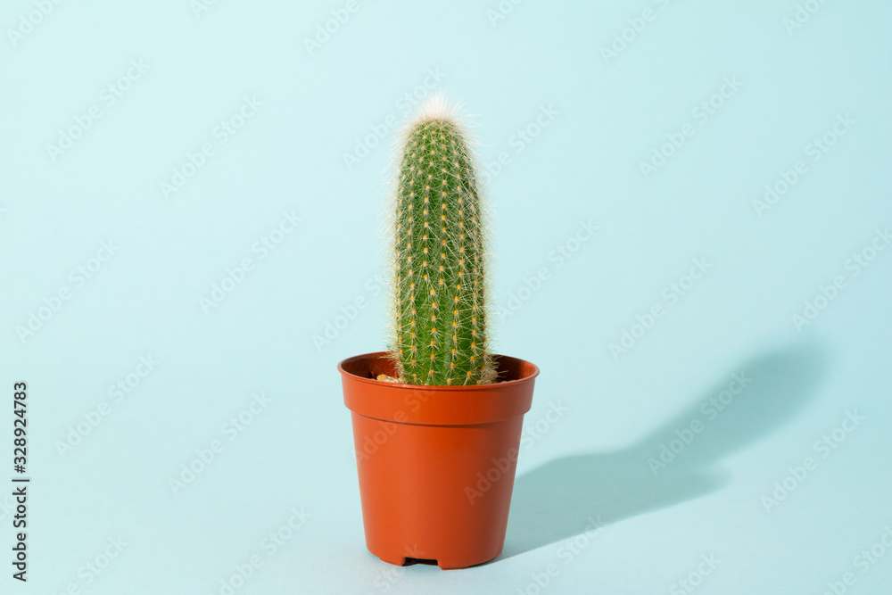 One small cactus in orange pot at blue background. Minimal modern lifestyle. Urban jungle. One small cactus in orange pot at blue background. Minimal modern lifestyle. Urban jungle.