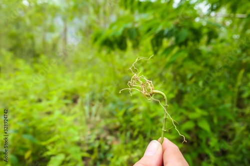 A hand holding a roots of a herb. The background is all overgrown with lush green plants. Searching for natural ingredients in the nature. Using natural resources. The plant has long roots. photo