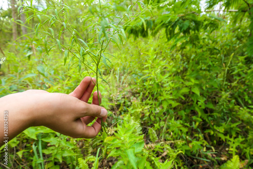 A hand holding a green herb. The background is all overgrown with lush green plants. Searching for natural ingredients in the nature. Using natural resources. The plant has long roots. photo