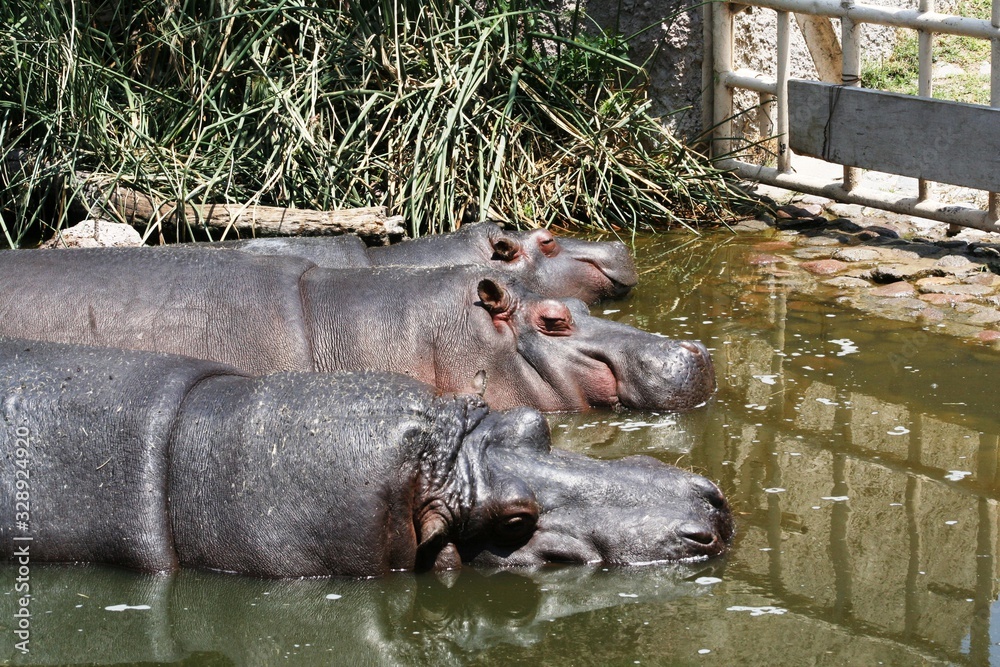 group of hippopotamus in Wetlands or swamps