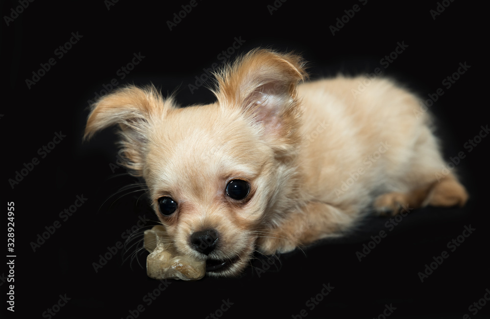 Beige puppy on a black background. Beige puppy on a black background.