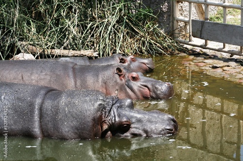 Obraz na płótnie group of hippopotamus in Wetlands or swamps w salonie