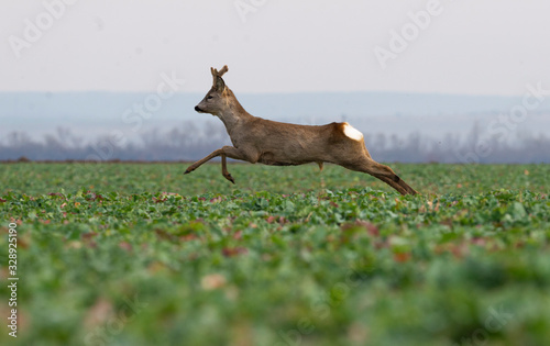 Roe deer caught while jumping