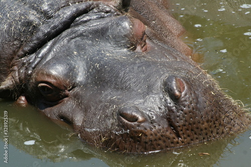 Obraz na płótnie close up face sleeping hippo in wetlands w salonie