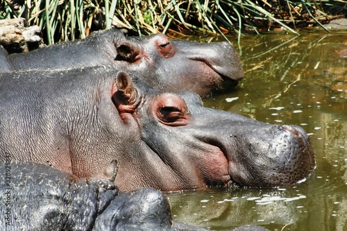 Obraz na płótnie close up head sleeping hippo in wetlands w salonie