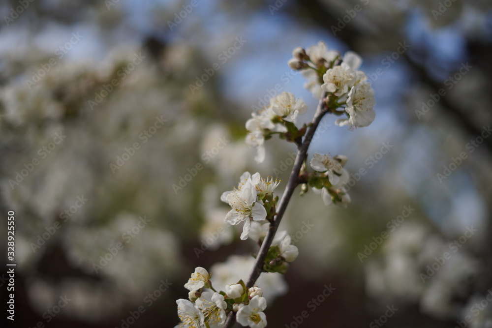 Spring with a beautiful blooming cherry garden. Working bees in the background. Spring with a beautiful blooming cherry garden. Working bees in the background.