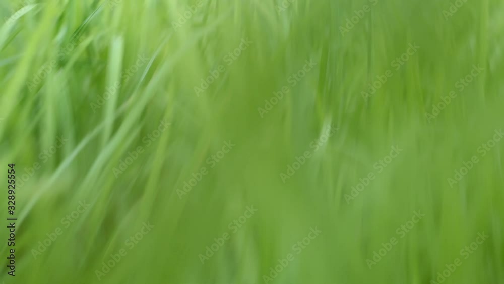 Slow motion footage from low angle point of view of animal dog cat running through high green grass in forest park in summer spring