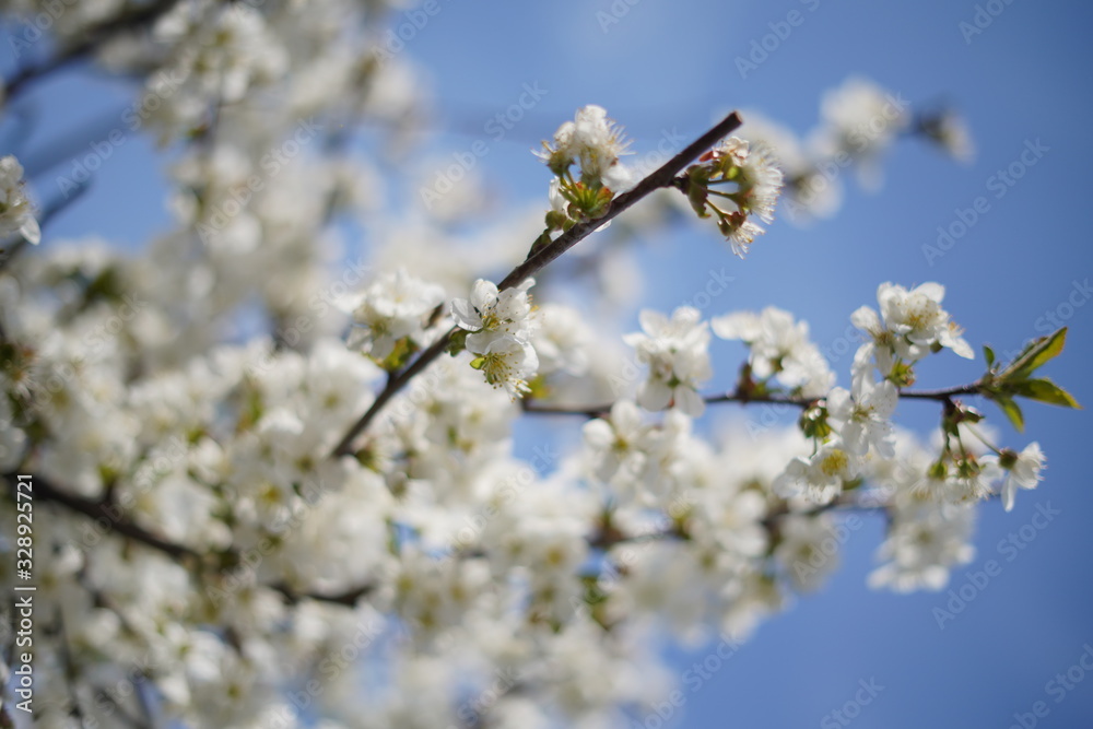 Spring with a beautiful blooming cherry garden. Working bees in the background. Spring with a beautiful blooming cherry garden. Working bees in the background.