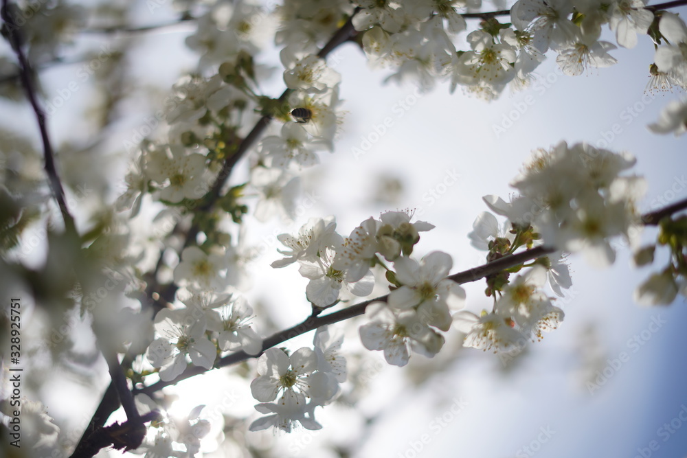 Spring with a beautiful blooming cherry garden. Working bees in the background. Spring with a beautiful blooming cherry garden. Working bees in the background.