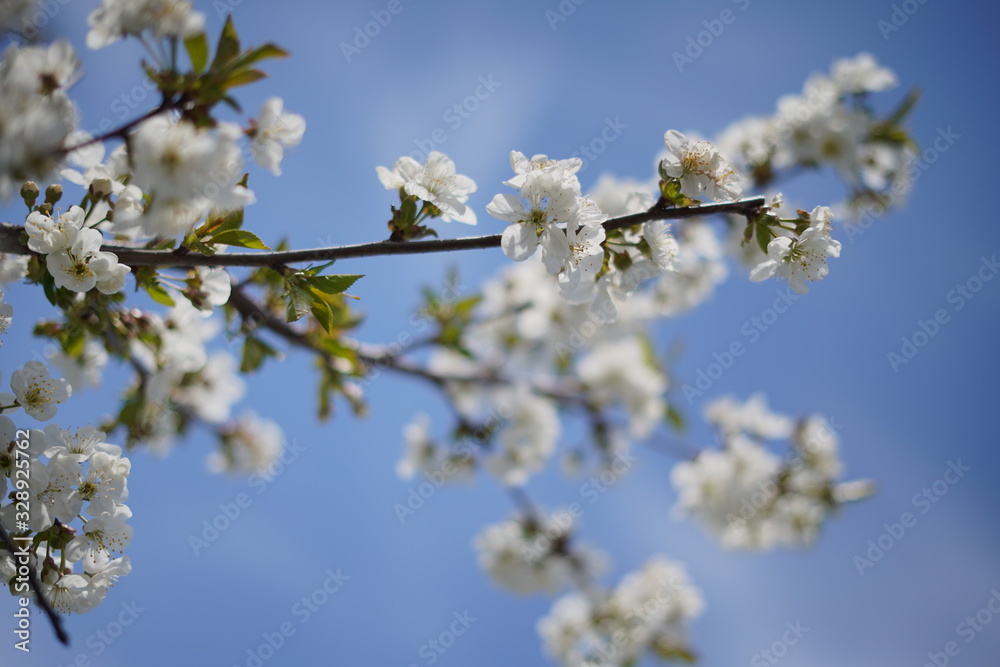 Spring with a beautiful blooming cherry garden. Working bees in the background. Spring with a beautiful blooming cherry garden. Working bees in the background.