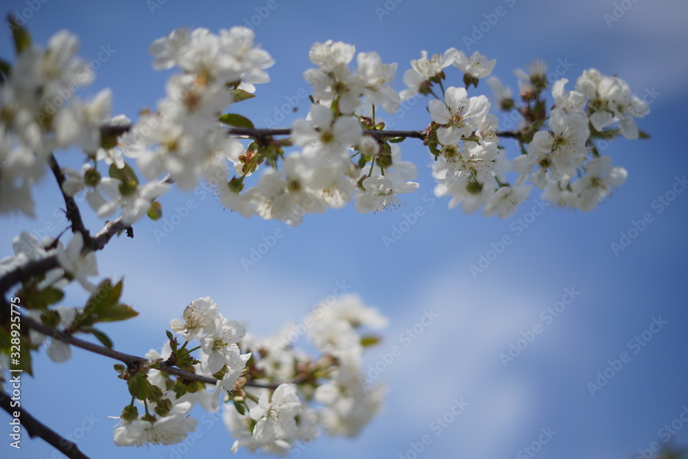 Spring with a beautiful blooming cherry garden. Working bees in the background. Spring with a beautiful blooming cherry garden. Working bees in the background.