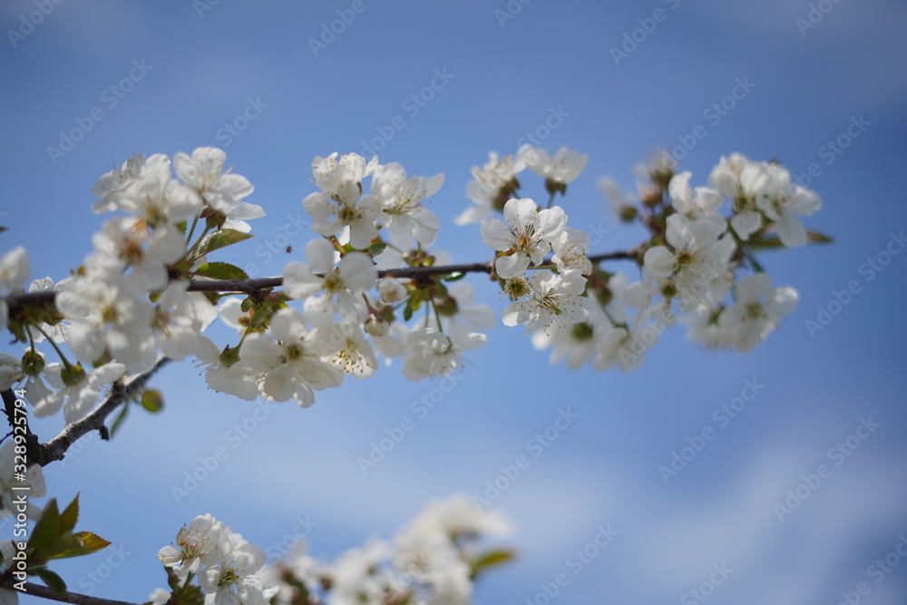 Spring with a beautiful blooming cherry garden. Working bees in the background.