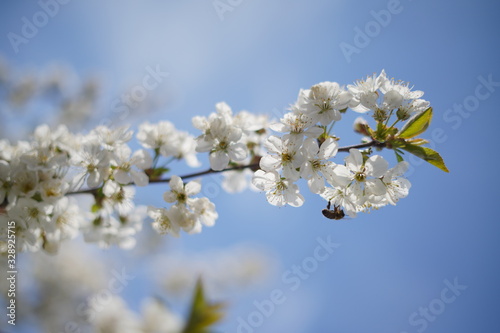 Spring with a beautiful blooming cherry garden. Working bees in the background.