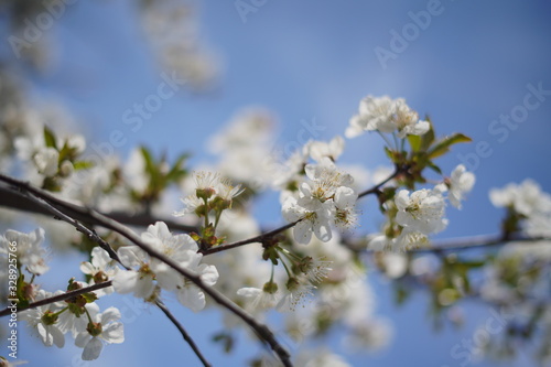 Spring with a beautiful blooming cherry garden. Working bees in the background.