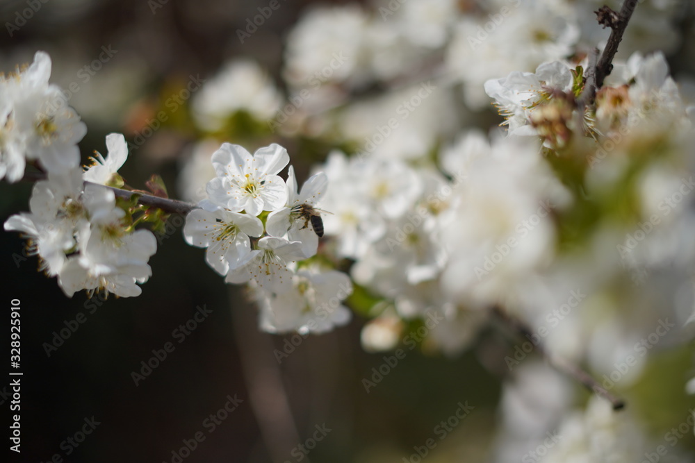 Spring with a beautiful blooming cherry garden. Working bees in the background. Spring with a beautiful blooming cherry garden. Working bees in the background.