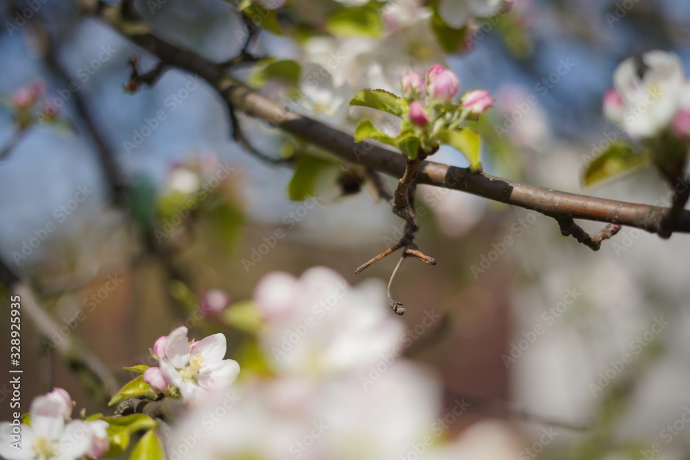 Spring with a beautiful blooming cherry garden. Working bees in the background. Spring with a beautiful blooming cherry garden. Working bees in the background.