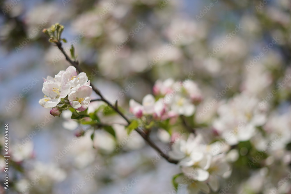 Spring with a beautiful blooming cherry garden. Working bees in the background. Spring with a beautiful blooming cherry garden. Working bees in the background.