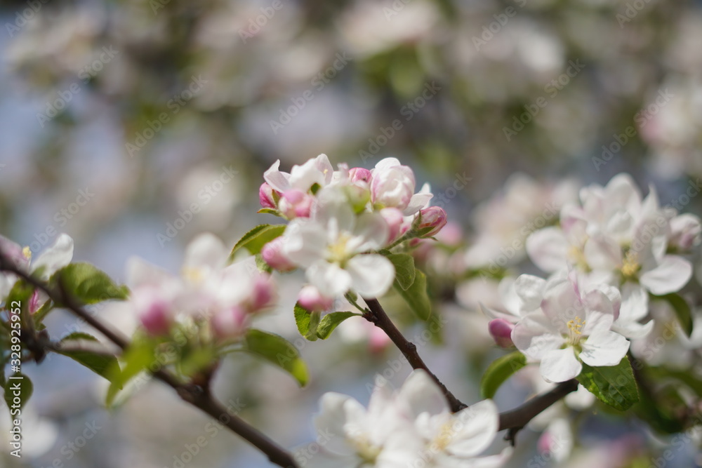 Spring with a beautiful blooming cherry garden. Working bees in the background.