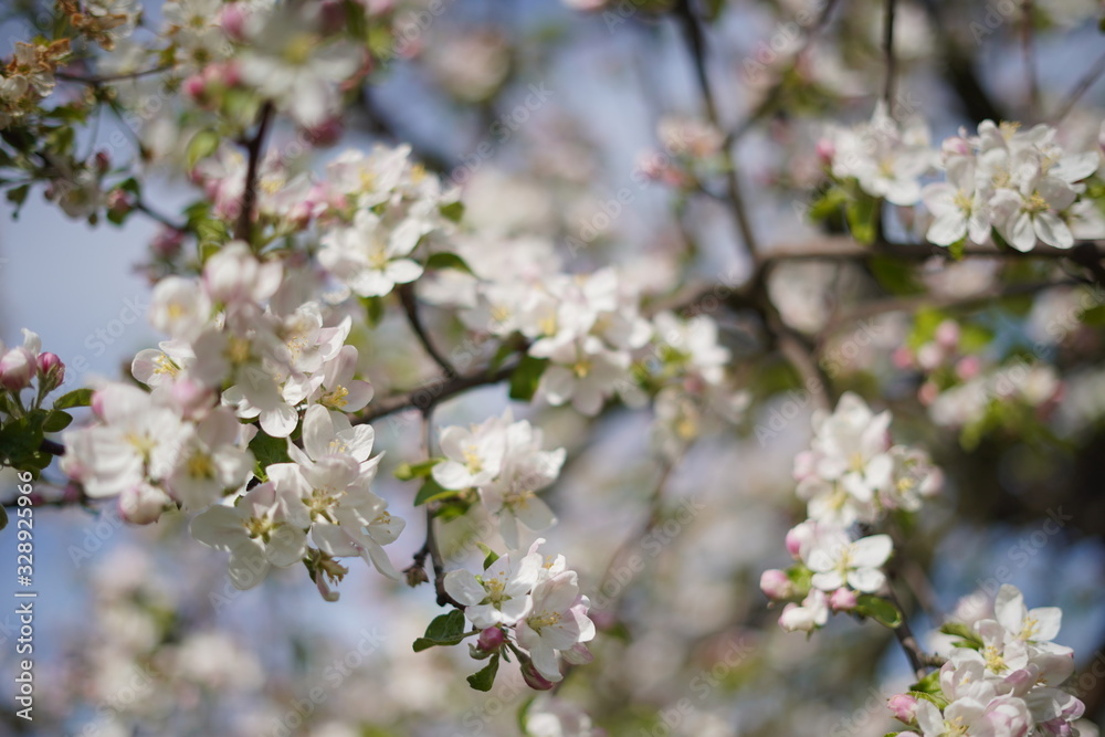 Spring with a beautiful blooming cherry garden. Working bees in the background.