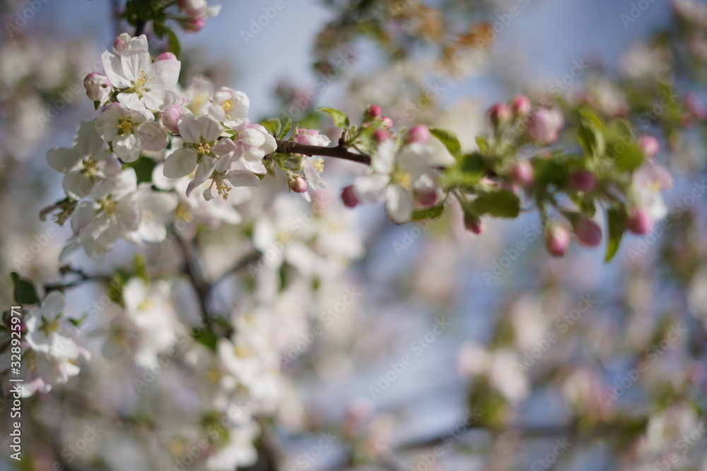 Spring with a beautiful blooming cherry garden. Working bees in the background. Spring with a beautiful blooming cherry garden. Working bees in the background.