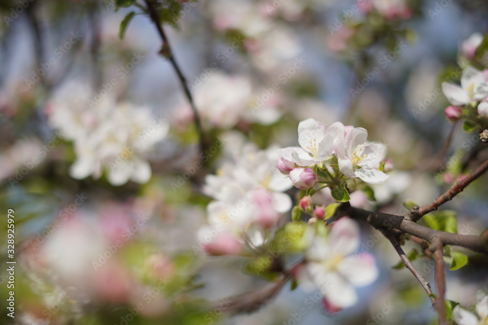 Spring with a beautiful blooming cherry garden. Working bees in the background. Spring with a beautiful blooming cherry garden. Working bees in the background.