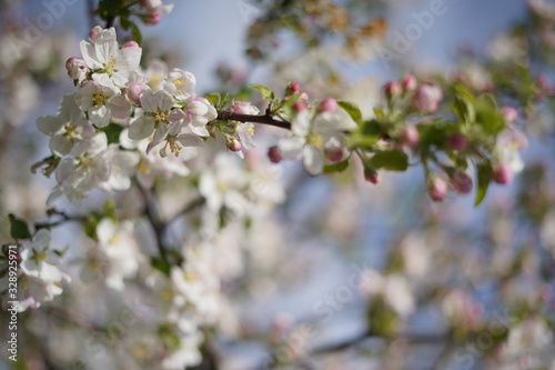 Spring with a beautiful blooming cherry garden. Working bees in the background.
