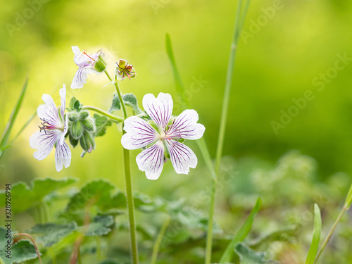 Geranium renardii flowering herbaceous perennial plant