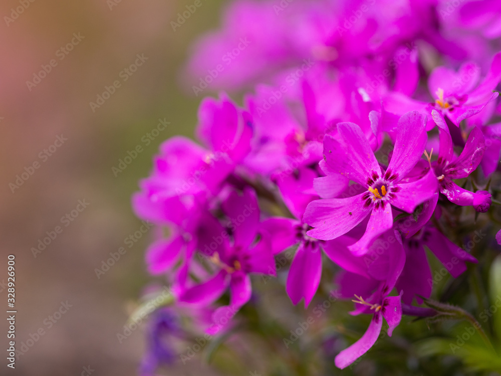 Phlox douglasii (tufted phlox, Columbia phlox) purple blossom of perennial herb Phlox douglasii (tufted phlox, Columbia phlox) purple blossom of perennial herb