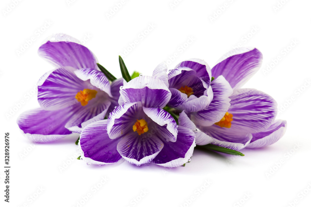 crocus - one of the first spring flowers crocus - one of the first spring flowers