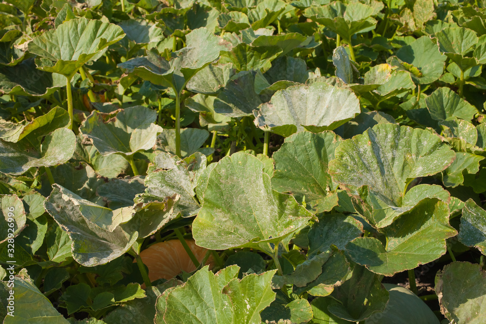 Ripe pumpkin in the garden Ripe pumpkin in the garden