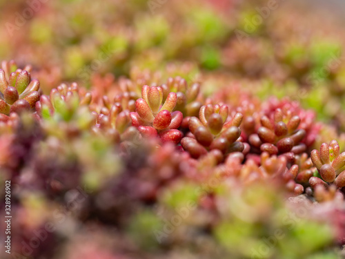 Sedum album  white stonecrop  colorful plant of the genus Sedum close up.